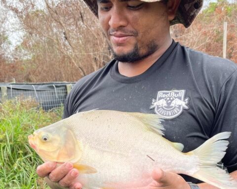 Comunidade indigena krahô celebra a produção de peixes
