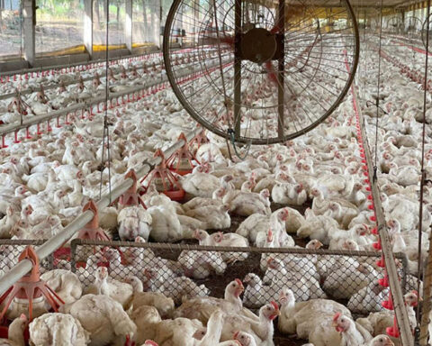 Frangos aves granja galinhas.jpg