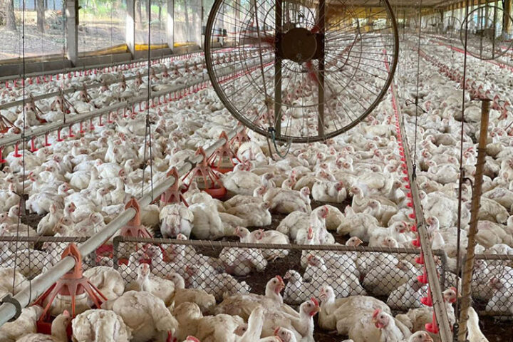 Frangos aves granja galinhas.jpg