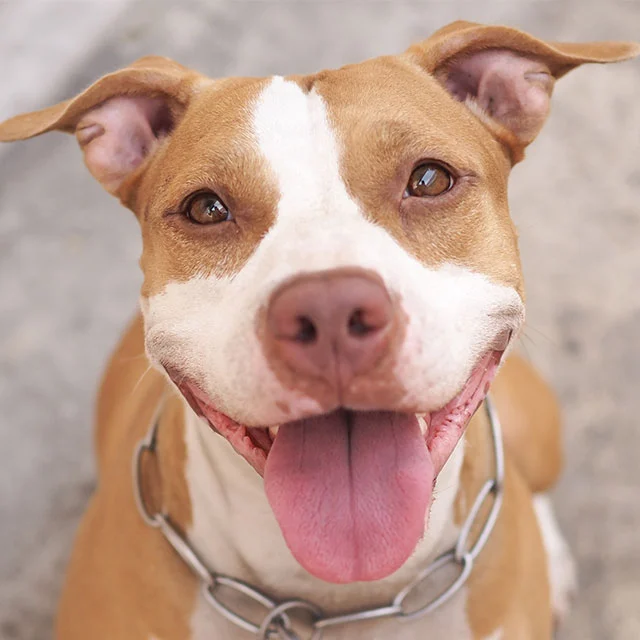 Pitbull p.webp