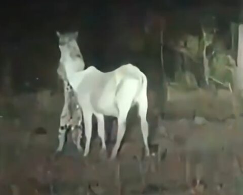 Image editor output image 403074023 1754426540539.jpg