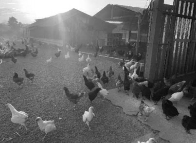 Galinhas em situacao de maus tratos na propriedade leiloada do empresario dono da fabic 6.jpg